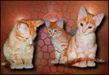 the Orange Triumvirate